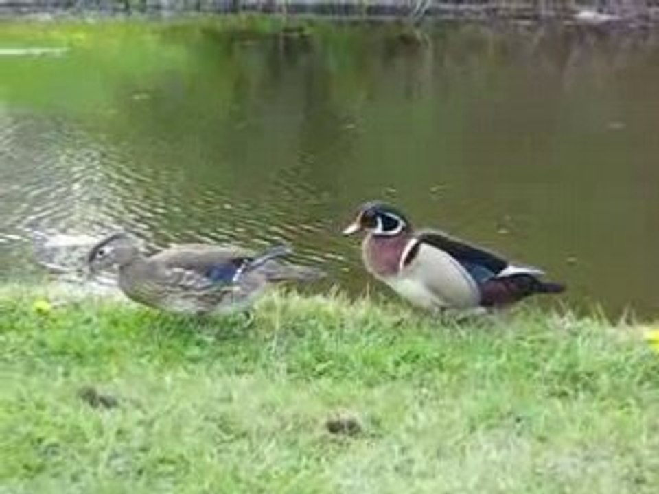 Wood ducks