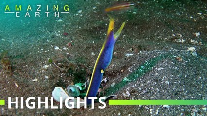 Amazing Earth: Eels that change sex in the wild!