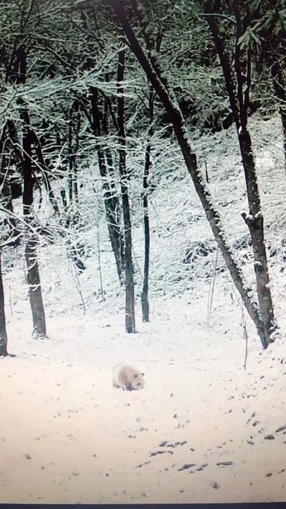 The daily life of pandas 🐼(62)   #Panda #Lovely