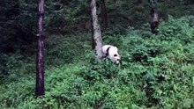The daily life of pandas 🐼(63)   #Panda #Lovely