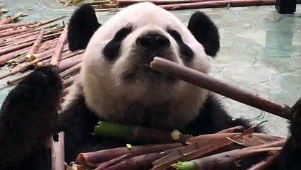 The daily life of pandas 🐼(64)   #Panda #Lovely