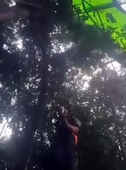 Piloto de asa-delta fica preso em árvore e é salvo em mata fechada