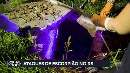 Rio Grande do Sul enfrenta infestação de escorpiões