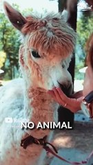 No animal is stressed || Acharya Prashant