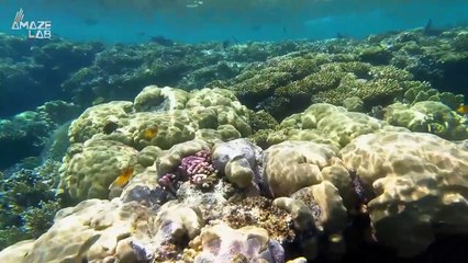 Did You Know The Migration of Plankton Could Have Dire Consequences?