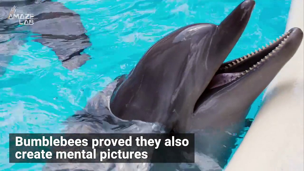 Are These Little Creatures Just as Smart as Humans? Science Seems To Think So