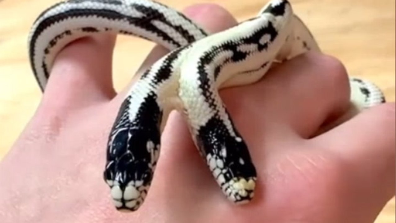 Rare two-headed snake hatches at pet store in 1-in-100,000 occurrence