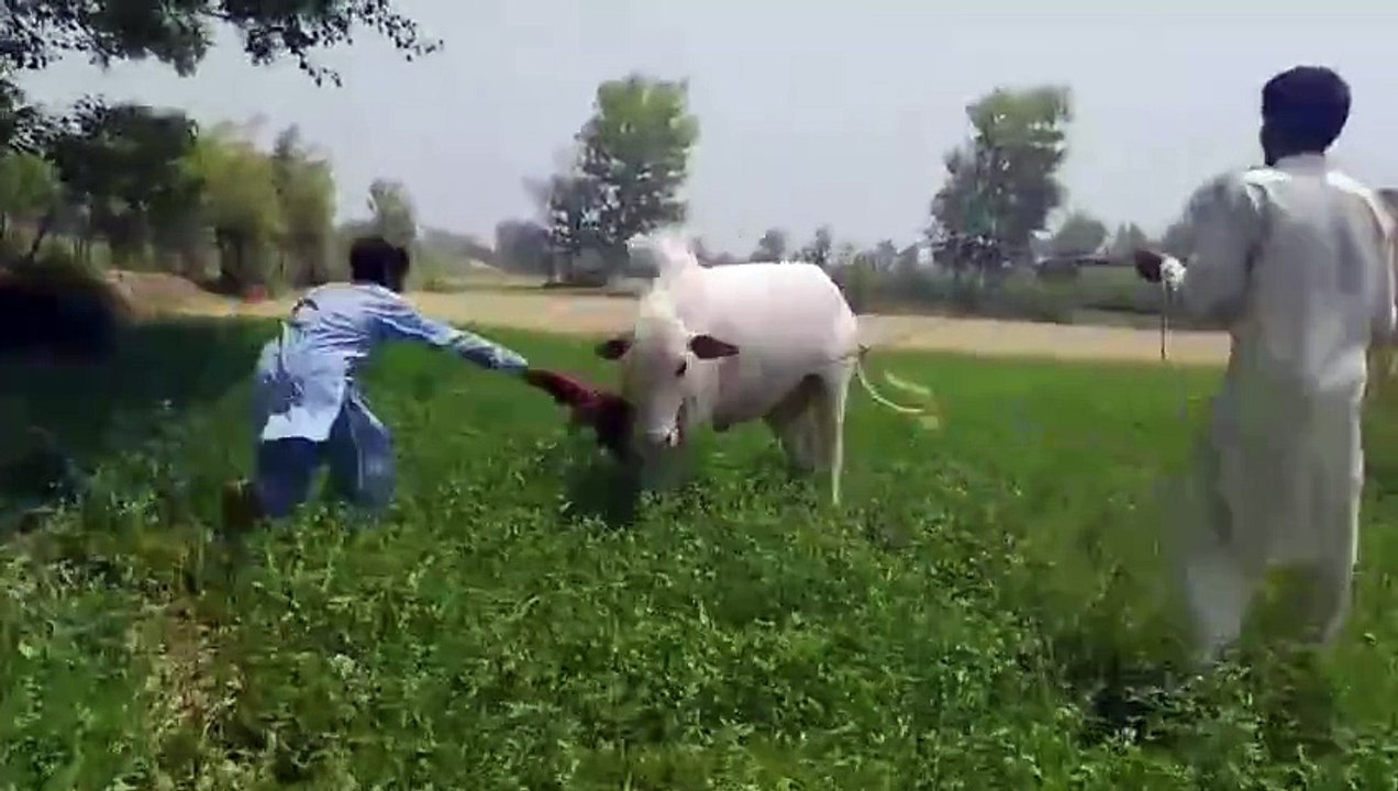 Beautiful White Bull&Makhi Cheen Goats/Sale/Lahore