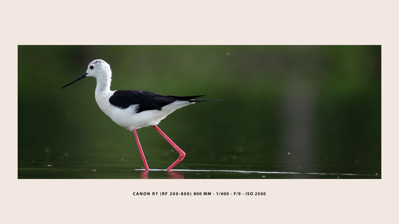 CANON R7 RF200-800 SIGMA 150-600 XPAN 65X24 FORMAT SAMPLES