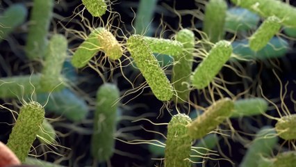 Un batterio intestinale contro obesità e diabete