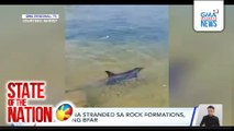 Dolphin na stranded sa rock formations, nasagip ng BFAR | SONA