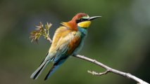 CANON R7 RF200-800 BEE EATER 4K