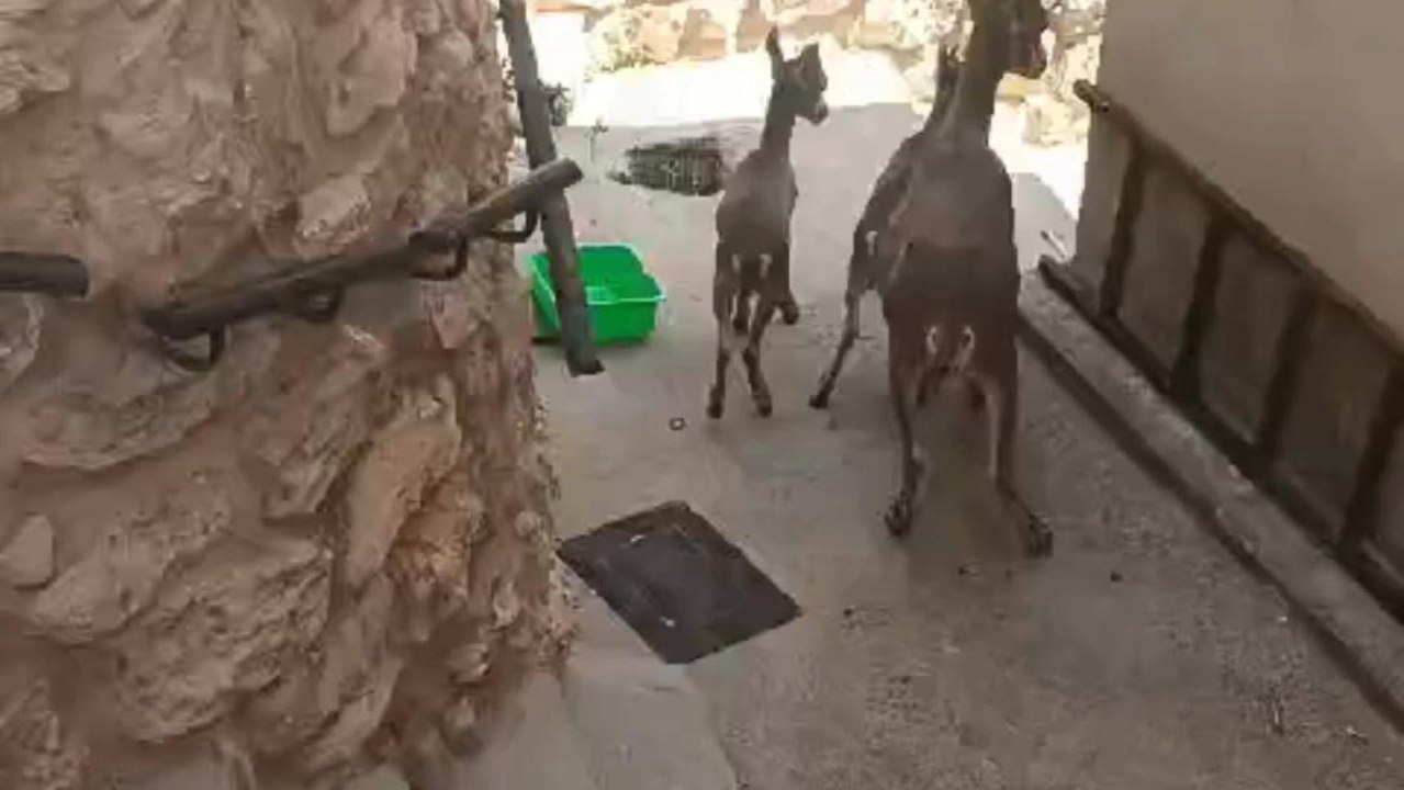 Cabras montesas invadiendo viviendas en Jorquera (Albacete).