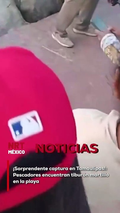 Un inusual visitante marino causó sensación en una playa de Tamaulipas. Pescadores se toparon con un pequeño tiburón martillo, una especie que no es común observar tan cerca de la costa, lo que generó un gran impacto entre los turistas y locales que prese