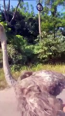 Avestruz es captada en plena carretera en Jutiapa