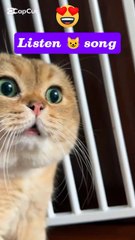 Cute 😺 cat# funny cat# comedy virals# shorts