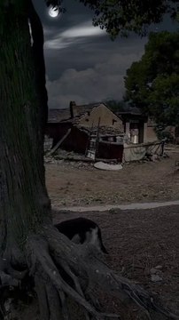 A Dog's Night Sky: Whispers of Stars and Silent Paws