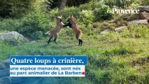 Quatre loups à crinière, une espèce menacée, sont nés au zoo de La Barben