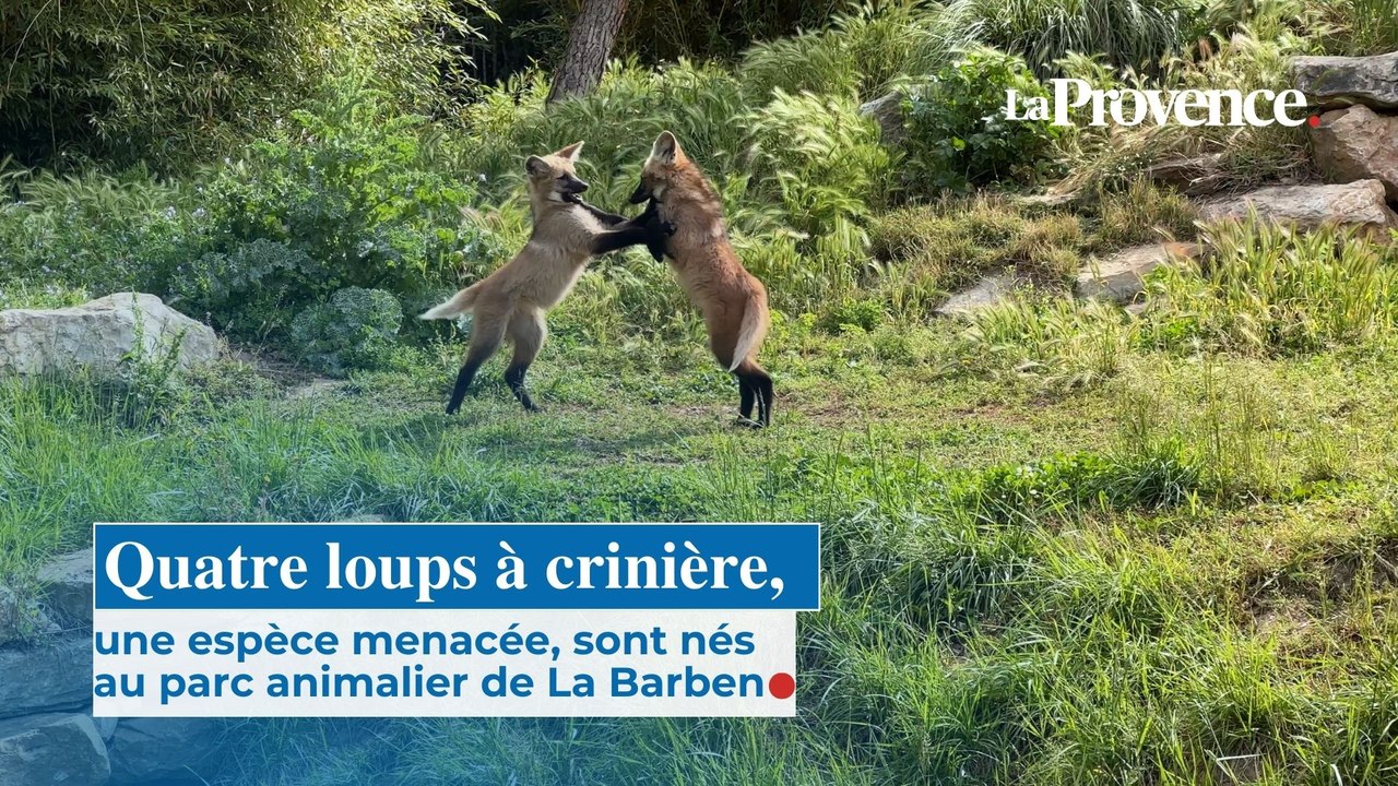 Quatre loups à crinière, une espèce menacée, sont nés au zoo de La Barben