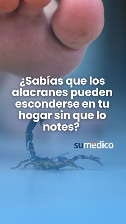 ¿Sabías que los alacranes pueden esconderse en tu hogar sin que lo notes?