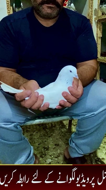 Subscribe Our YouTube Channel For Complete Videos https://www.youtube.com/@PakistanPigeonAssociation