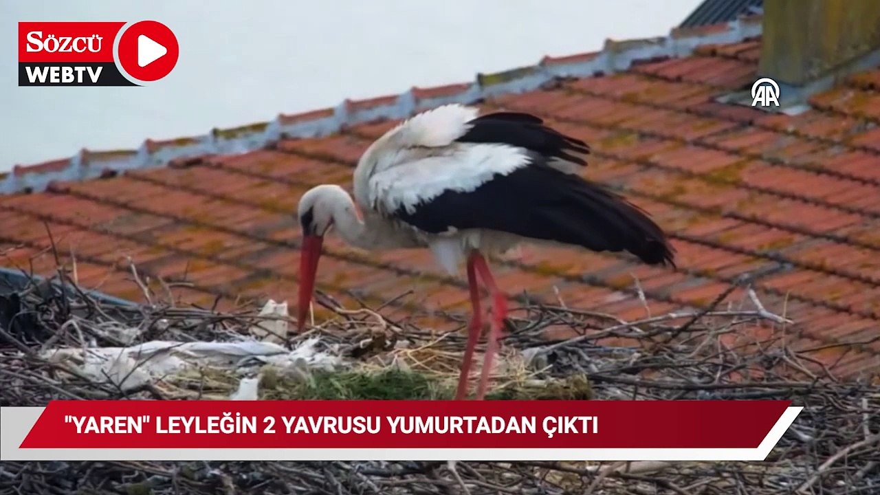 "Yaren" leyleğin 2 yavrusu yumurtadan çıktı