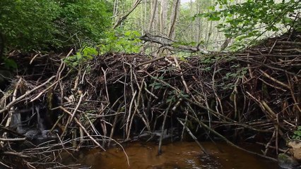 YELLOWSTONE-  ONE-FIFTY - S01E04