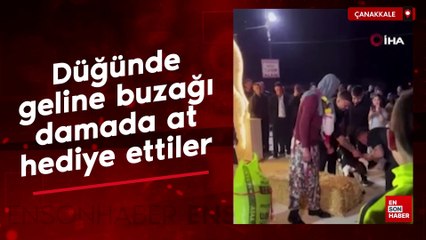 Çanakkale'de düğünde geline buzağı damada at hediye ettiler