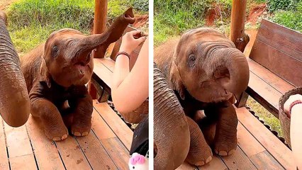 Cette vidéo d’un bébé éléphant en train de manger est la chose la plus mignonne que vous verrez aujourd’hui