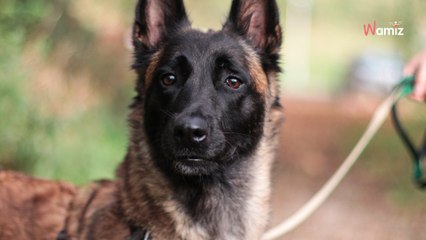 Maltraitée et abandonnée plusieurs fois, cette chienne a besoin de trouver enfin sa véritable famille définitive