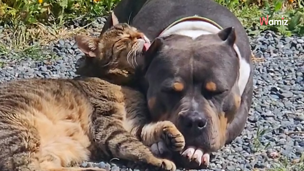 Hund wird aus Tierheim adoptiert: Reaktion der Katze auf den neuen Mitbewohner verblüfft Millionen (Video)