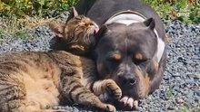 Hund wird aus Tierheim adoptiert: Reaktion der Katze auf den neuen Mitbewohner verblüfft Millionen (Video)