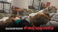 แมวโดนแกล้งจนเซ็ง ! ทำหน้าตึงสุดชีวิต หลังทาสลูบซ้ำจุดที่เพิ่งเลีย