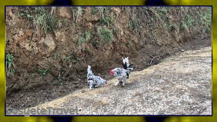 Karyağdı İspenç Süs Tavukları / Süs Tavukları ve Bahçe Hayvanları