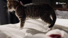 Two Young Pets Playing
