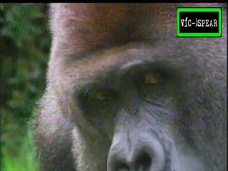 ¿Quién imita a quién?: Ascenso Social - Documental (2000) Español Latino *Episodio 2