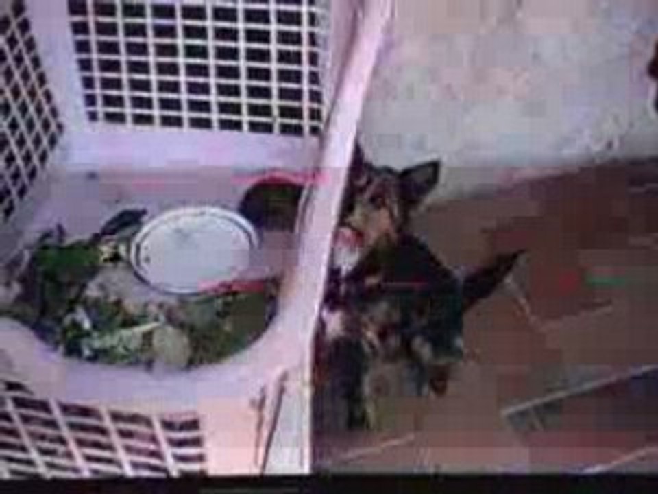 Jeff & la tortue sur sarah perche ti amo