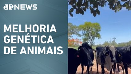 Agrishow 2025: Governo de SP oferece programa de transferência de embriões para produtores
