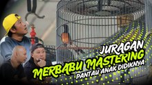Murai Batu Baron di pantau langsung Owner Merbabu Mastering