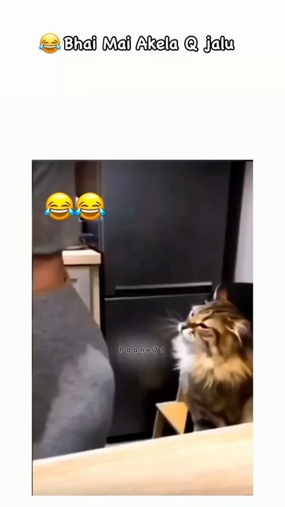 The cat friends step - the -step fun / I have not girlfriend 😭😂 but cat fun 🤣