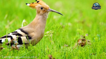 Eurasian hoopoe – A Living Masterpiece of Nature