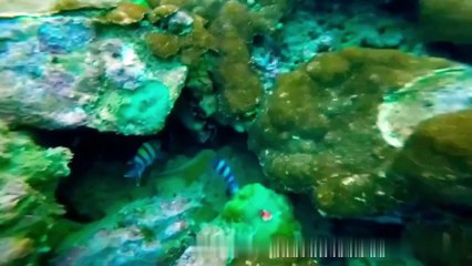 Sailing Along Pakistan's Coast Sindbad's Magical Journey