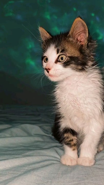 Oreo 🐱