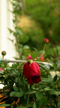 2 Planting Techniques for Everlasting Flowers planting indoor garden diy flower1080p