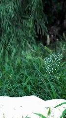 Made Incense at Home Using Natural Materials diy crafts nature simplelife1080p