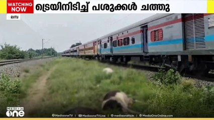മലമ്പുഴ നവോദയ വിദ്യാലയത്തിനു സമീപം തീവണ്ടിയിടിച്ച് ഒമ്പത് പശുക്കൾ ചത്തു