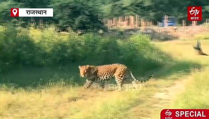 जयपुर बना 'कैपिटल सिटी ऑफ लेपर्ड', झालाना-आमागढ़ के बाद नाहरगढ़ में लेपर्ड सफारी, जानें खासियत