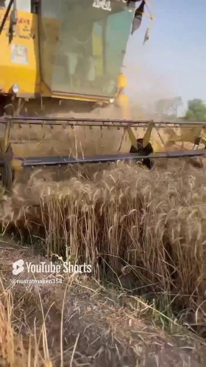 Harvesting wheat crop in punjab