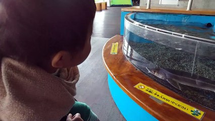 【GW旅行】水族館で細長い魚(サカナ)を眺める2歳児男の子（発達障がい（知的障害）-自閉性スペクトラム症）
