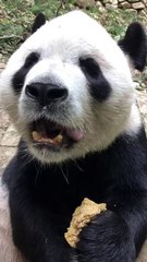 The daily life of pandas 🐼(65)   #Panda #Lovely